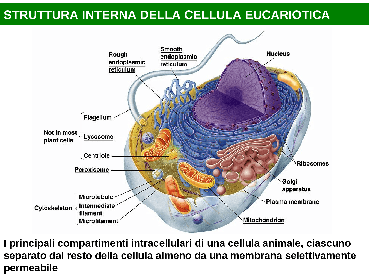 La Cellula Eucariotica