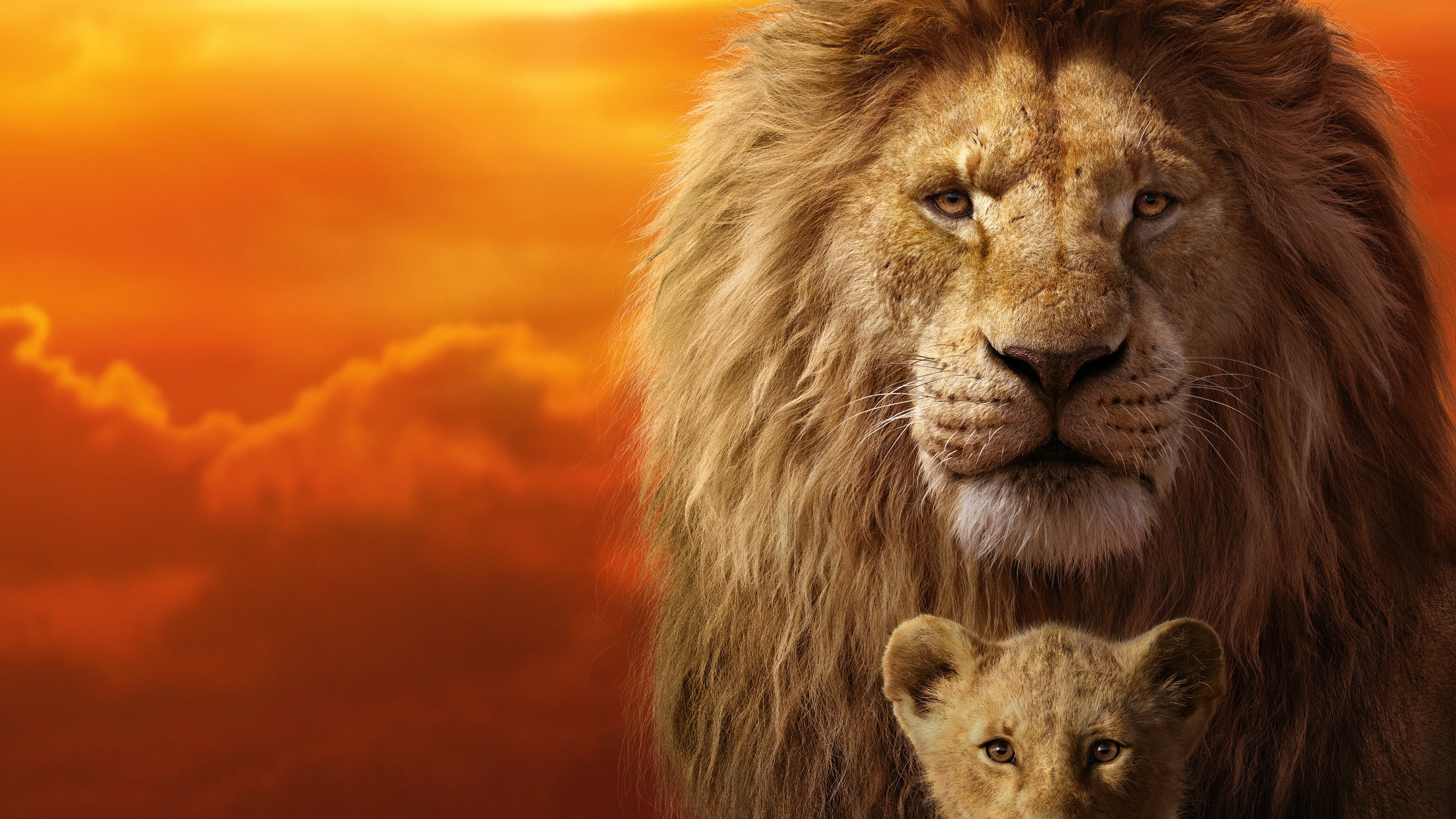 Ver Online El Rey Leon 2019 Ver Pelicula Completa En Espanol Latino Subtitulado Liagres221